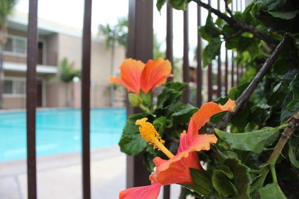 Budget Near Disneyland Drive Hotel 2*